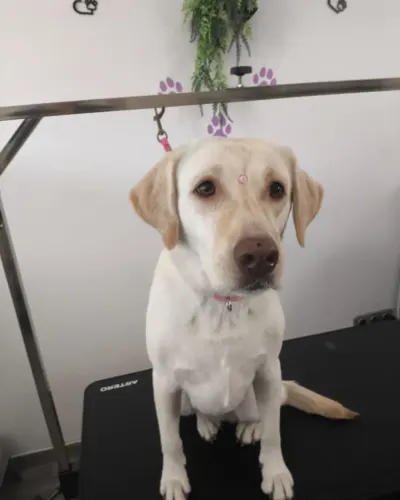 Perro tipo labrador de color crema reciu00e9n bau00f1ado, sentado en la mesa del salu00f3n