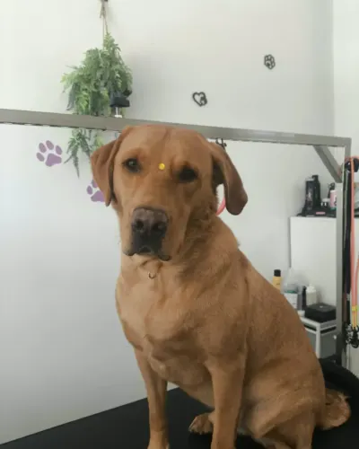 Perro tipo labrador de color canela reciu00e9n bau00f1ado y secado, sentado en el salu00f3n