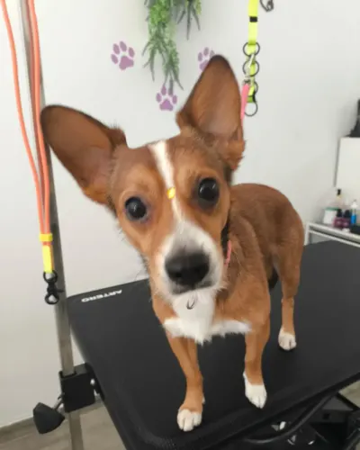 Perro mestizo de orejas grandes reciu00e9n bau00f1ado, de pie en la mesa de peluqueru00eda
