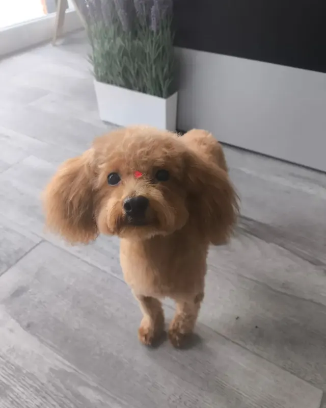 Perro canela de pelo rizado recién arreglado, en el suelo del salón