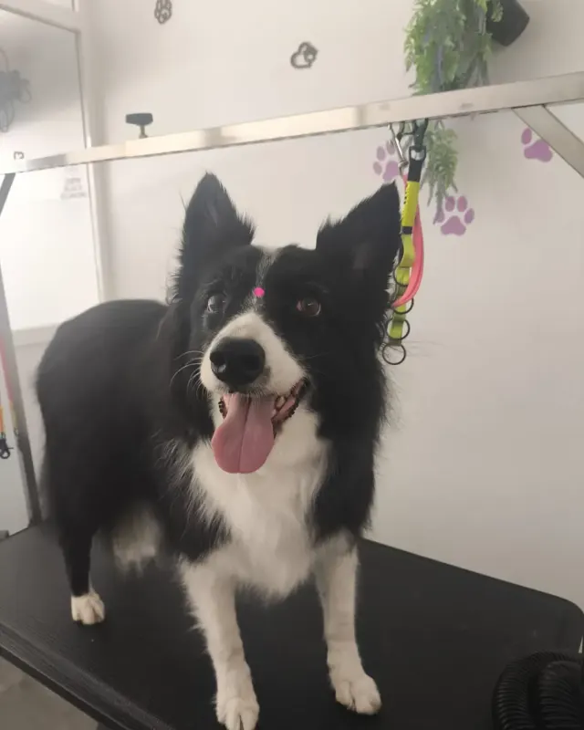 Perro blanco y negro tipo border collie tras el deslanado, de pie en la mesa del salón