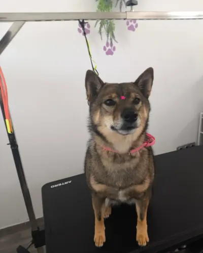 Perro de doble capa de aspecto nu00f3rdico tras el deslanado, de pie en la mesa de peluqueru00eda