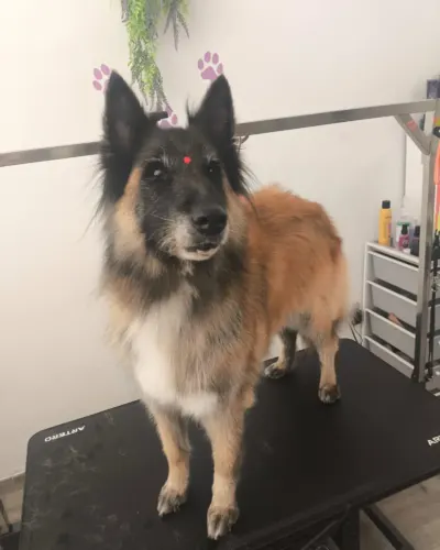 Perro de doble capa de pelo largo tras el deslanado, sobre la mesa del salu00f3n