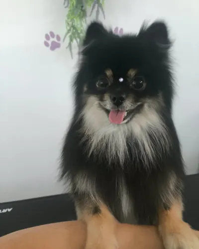 Perro pequeu00f1o de doble capa, negro y fuego, con el manto ahuecado tras el deslanado