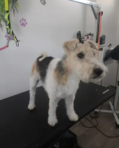Perro de pelo duro tipo fox terrier tras el stripping, de pie en la mesa del salu00f3n