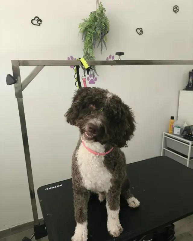Perro de agua marrón y blanco recién arreglado, sentado en la mesa del salón
