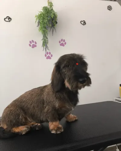 Teckel de pelo duro tras el stripping, sentado en la mesa del salu00f3n
