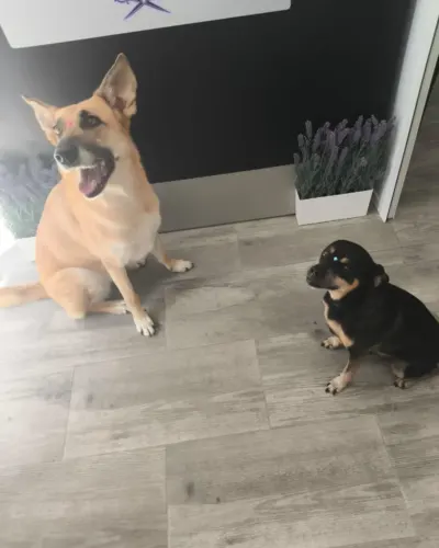 Dos perros esperando tranquilos en la recepción de Mi Senda de Huellas