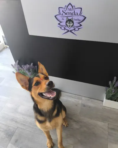 Recepción de Mi Senda de Huellas con el logo en la pared y un perro sonriente