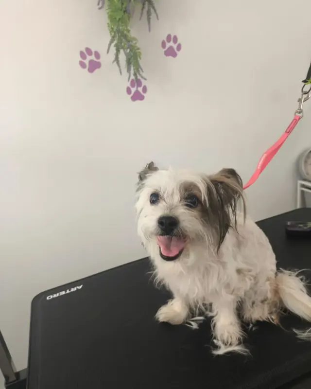 Perro pequeño blanco recién desenredado, sentado en la mesa del salón
