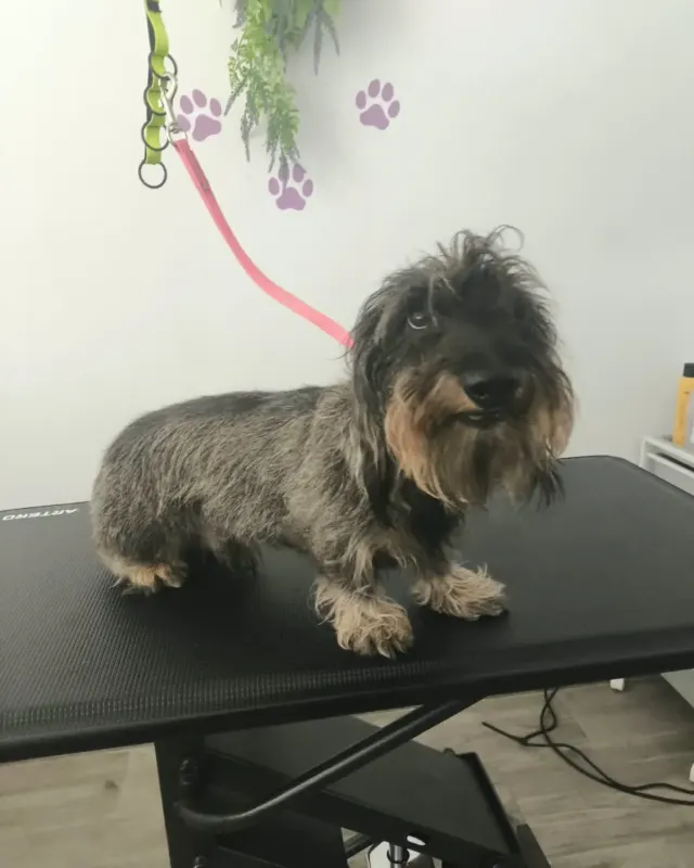 Antes: teckel de pelo largo al llegar al salón, en la mesa de peluquería