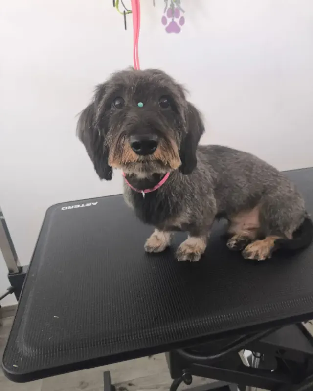 Después: el mismo teckel de pelo largo recién arreglado, en la mesa de peluquería