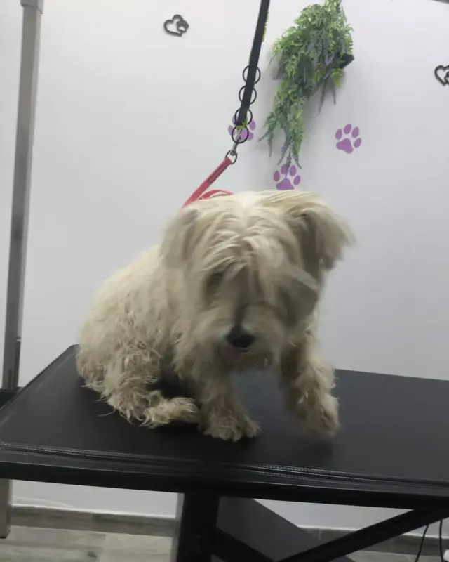 Antes: westie al llegar al salón, en la mesa de peluquería