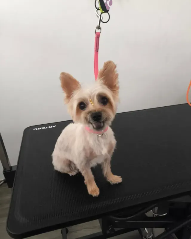 El perro tipo yorkshire después del servicio, en la mesa del salón de Mi Senda de Huellas