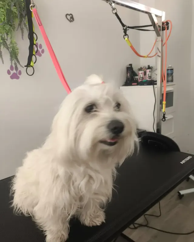 Antes: perro blanco de pelo largo al llegar al salón, en la mesa de peluquería