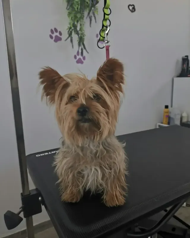Antes: perro tipo yorkshire al llegar al salón, en la mesa de peluquería