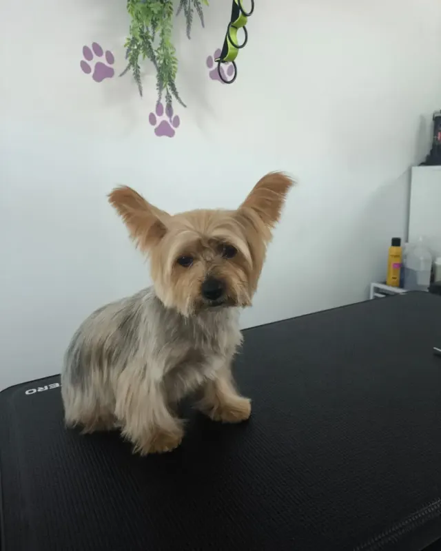 Después: el mismo perro tipo yorkshire recién arreglado, en la mesa de peluquería