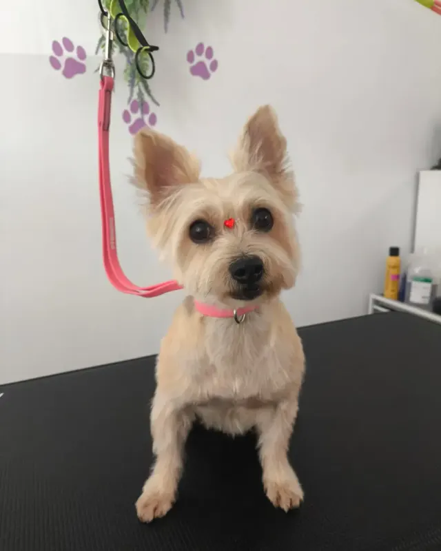 Después: el mismo perro tipo yorkshire recién arreglado, en la mesa de peluquería