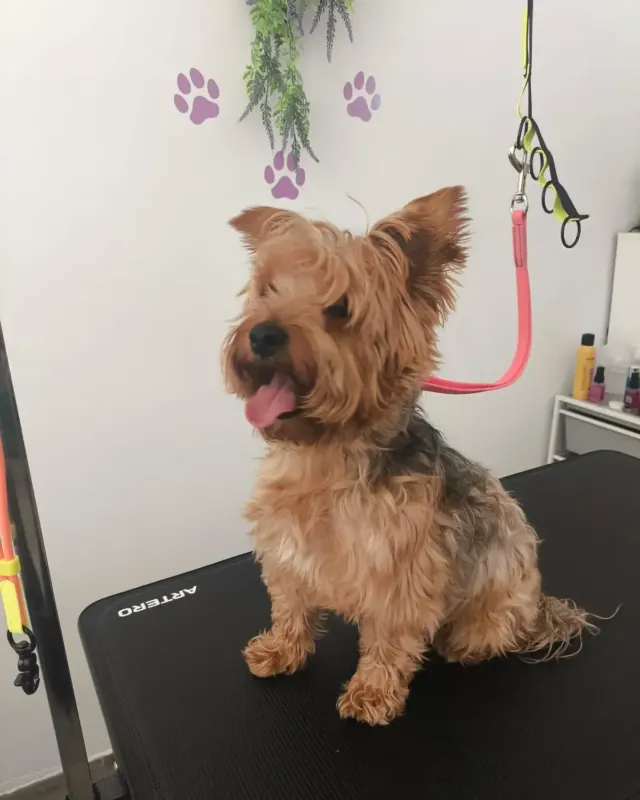 Antes: perro tipo yorkshire al llegar al salón, en la mesa de peluquería