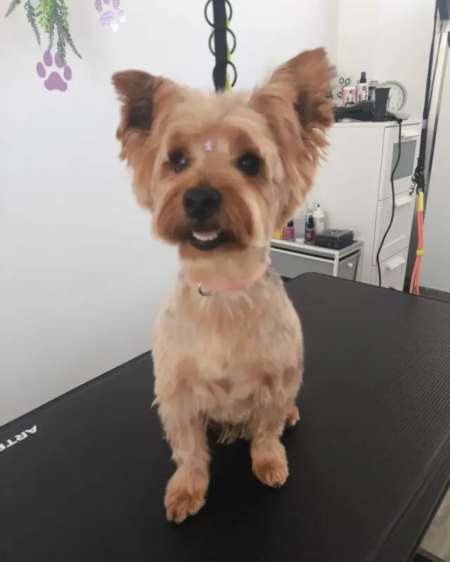 Después: el mismo perro tipo yorkshire recién arreglado, en la mesa de peluquería