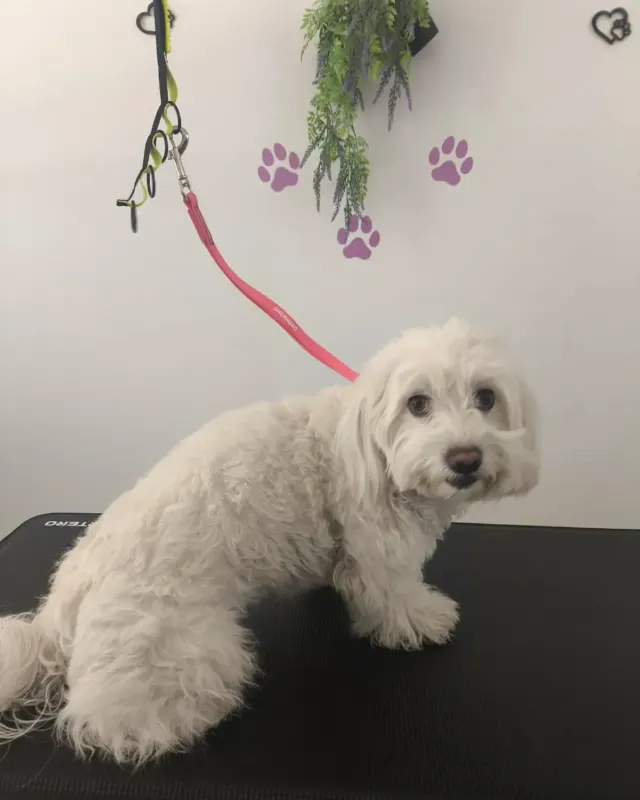 Antes: perro blanco de pelo largo al llegar al salón, en la mesa de peluquería