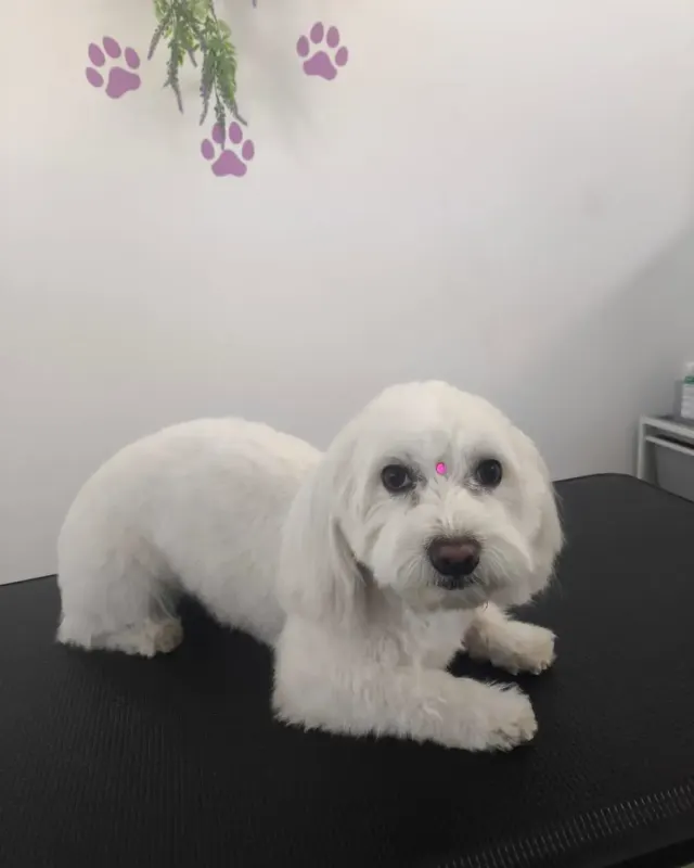 Después: el mismo perro blanco de pelo largo recién arreglado, en la mesa de peluquería