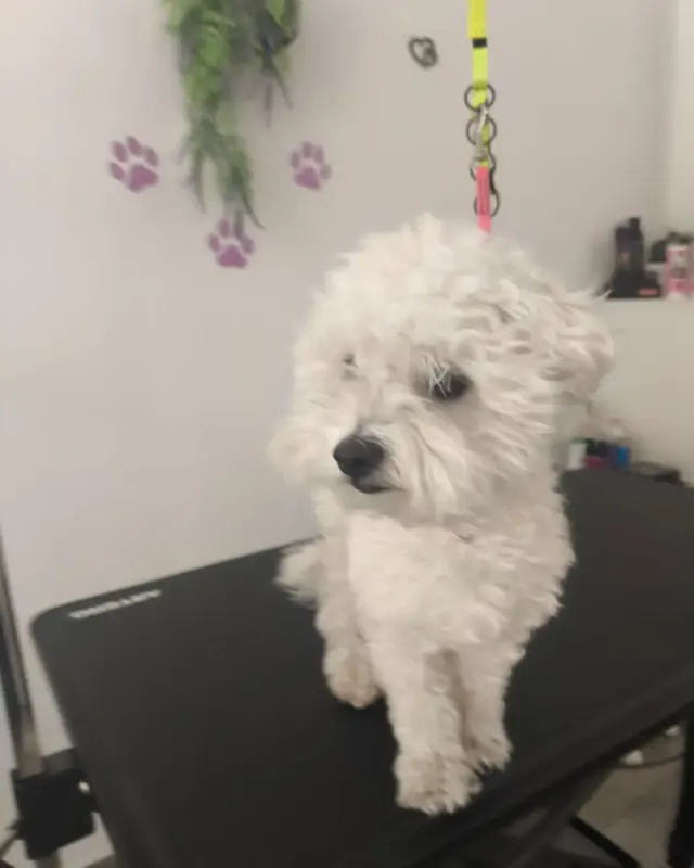 Antes: perro blanco de pelo rizado al llegar al salón, en la mesa de peluquería