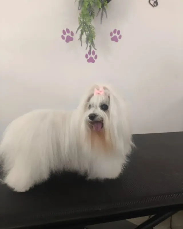 Después: el mismo perro blanco de pelo largo recién arreglado, en la mesa de peluquería