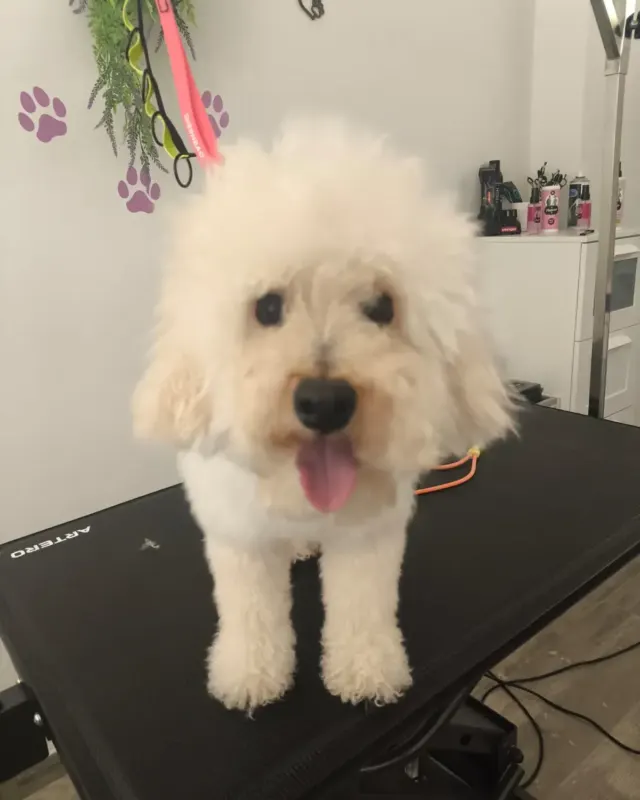 Antes: perro crema de pelo rizado al llegar al salón, en la mesa de peluquería