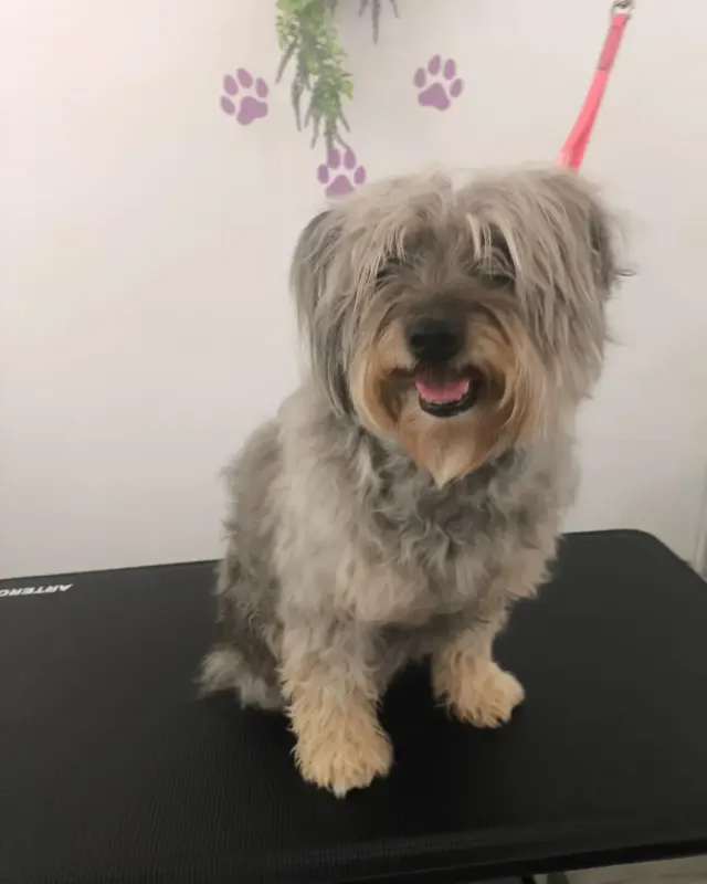 Antes: perro gris de pelo largo al llegar al salón, en la mesa de peluquería