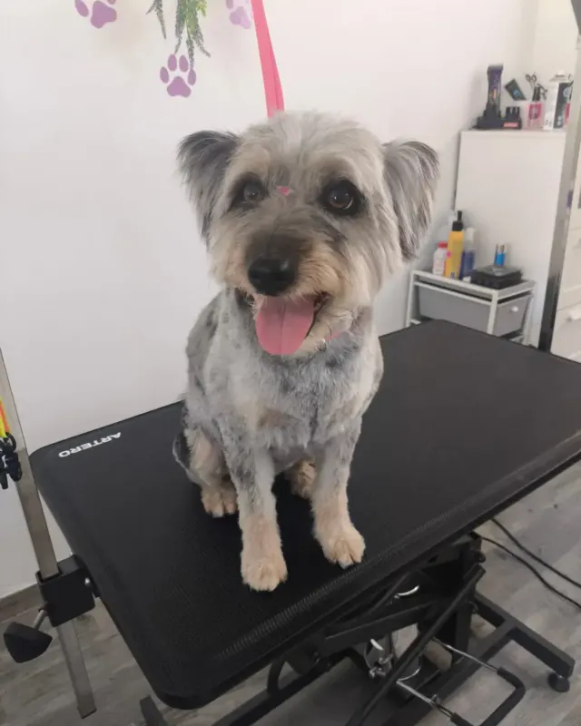 Después: el mismo perro gris de pelo largo recién arreglado, en la mesa de peluquería
