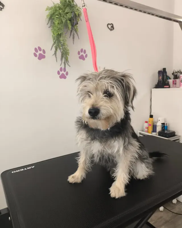 Antes: perro pequeño de pelo largo al llegar al salón, en la mesa de peluquería