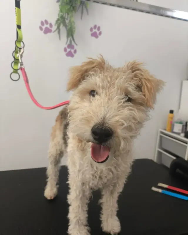 Antes: perro de pelo duro tipo fox terrier al llegar al salón, en la mesa de peluquería
