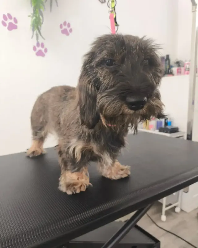 Antes: teckel de pelo duro al llegar al salón, en la mesa de peluquería