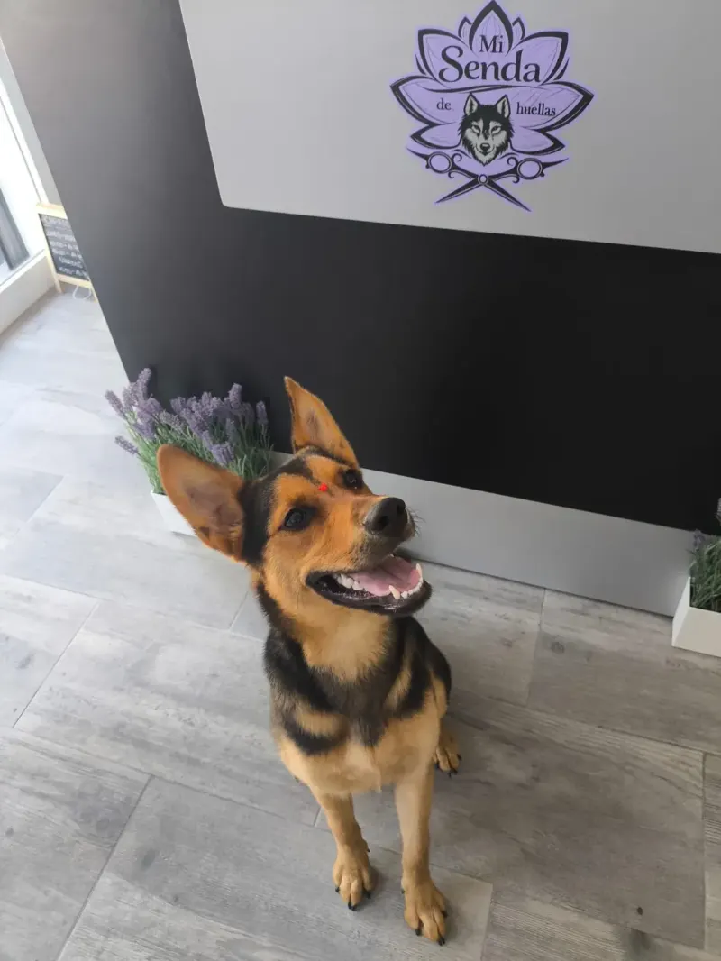 Ruth, perrita sonriente en la recepción de Mi Senda de Huellas