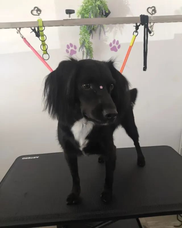 Perro negro recién cortado a tijera, de pie en la mesa del salón